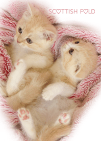 PINK SCOTTISH FOLD