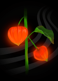Chinese Lantern
