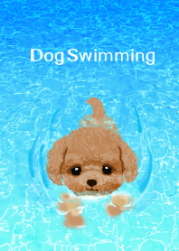 泳ぐ犬 : トイプードル