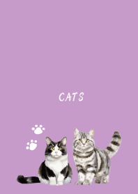 Talking Cats on light purple