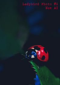 Ladybird Photo #2-15 Not AI