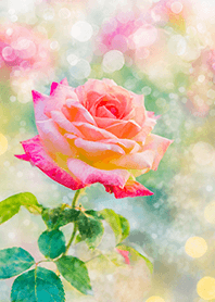 Beautiful rose flower(R2682)