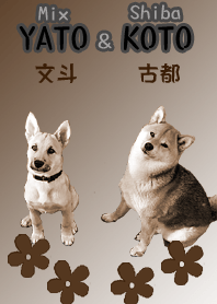 YATO and KOTO Sepia every day