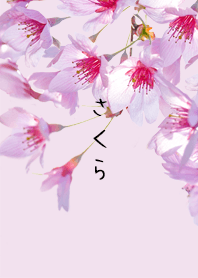 Pink Cherry blossom