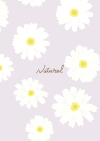 White Marguerite Simple8 from Japan