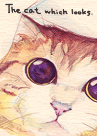 The cat which looks.