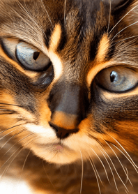 nyanko great runaway#mhsak027