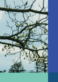 MOKUREN -Magnolia-