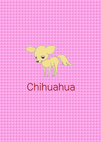 Chihuahua dog