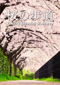 Cherry Blossom Walkway.