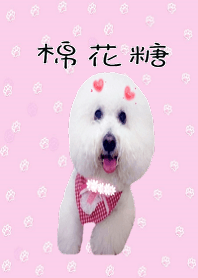 棉花糖比熊犬