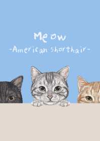 Meow - American Shorthair - SKY BLUE