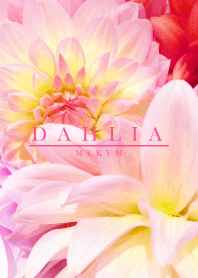 DAHLIA 7 -MEKYM-