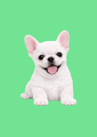 Plush Frenchie Green 02