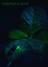 Firefly Photo #1-11 NotAI