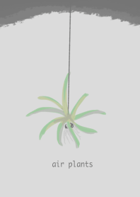 Air plants