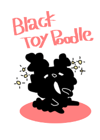 Black Toy Poodle YOMOGI_01