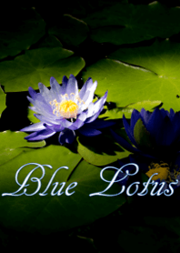 Blue Lotus ver.2
