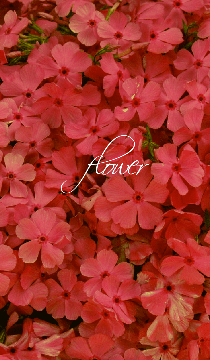 red flower.