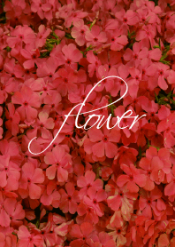 red flower.