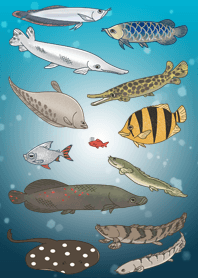夢見る水槽-古代魚と大型魚