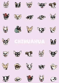 chihuahua2 - periwinkle