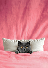 귀여운 퀼트 고양이4L - 회색 고양이