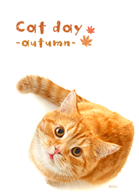 Cat day autumn