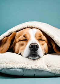 잠자는 고양이와 강아지 4A3516