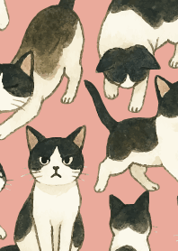 tuxedo cats06 on pink & blue