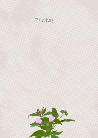 November's birth flower,Pentas
