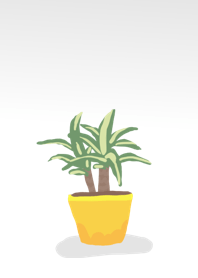 Dracaena Massangeana