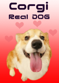 Real DOG Corgi