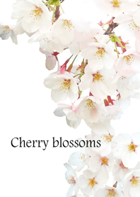 桜さくらサクラ