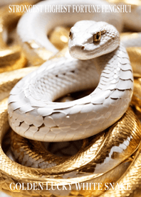 Golden White Snake of Luck 08