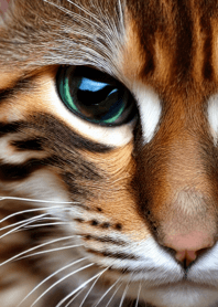 Nyanko Great Runaway#BOUBD013.