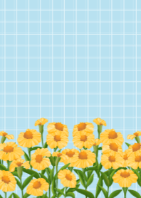 Marigold Flower Blue Background