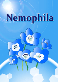 Small blue flowers Nemophila
