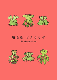 我養的鹿角蕨(胭脂粉)