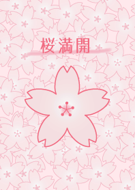 Cherry blossoms in full bloom