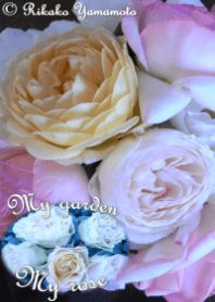 My garden, My rose_Golden Celebration_2