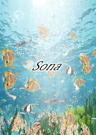 Sona Coral & tropical fish