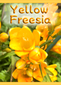 ธีมฟรีเซียสีเหลือง (สีเหลือง) [ภาพถ่าย]
