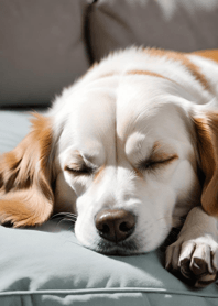 Mountain, Sea, and Moonlit Night 1780df