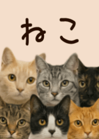 many cats .