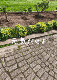 Sunny Garden Path & Yellow Blooms