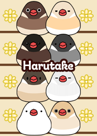 Harutake Round and cute Java sparrow
