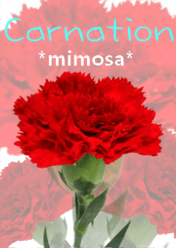 *Flower* Carnation #01-2