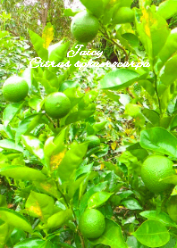 Citrus sphaerocarpa theme.