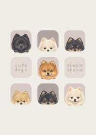 DOGS - Pomeranian - BROWN GRAY